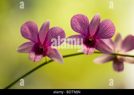 Eine Gemeinsame Orchideen In Den Tropischen Regenwald Zu Sehen