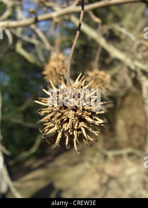 Satin Nussbaum, Amberbaum, Red Gum (Liquidambar Styraciflua), Früchte