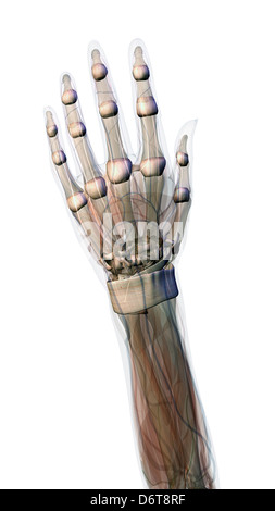 Bindegewebe Weiblichen Hand Handgelenk Anatomie Weibliche Hand