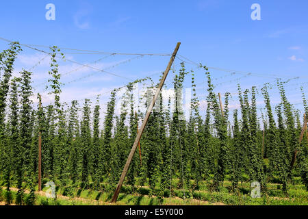 Anbau von Hopfen in einem Feld in Bayern, Deutschland Stockfoto, Bild