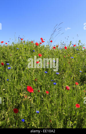 Blumenwiese Mit Mohnblumen Kornblumen Und Margeriten Stockfotografie