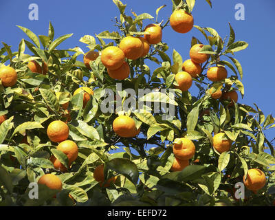 Spanien Mallorca Detail Orangenbaum Zweige Fruechte Pflanze Baum