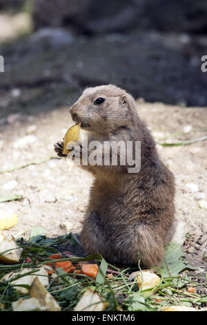Singles in gopher or
