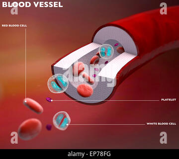 Blutgefäß mit Thrombozyten Leukozyten und Erythrozyten Stockfotografie