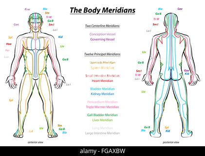 Diagramm der Meridiansystem der TCM (traditionelle chinesische Medizin ...