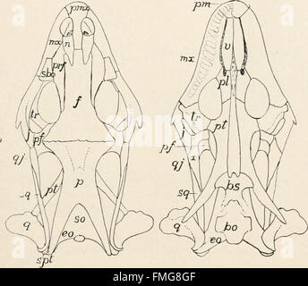 Vergleichende Anatomie Der Wirbeltiere Anatomie Vergleichende