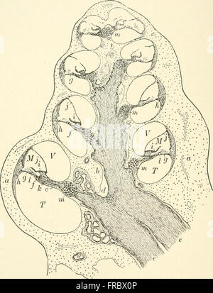 Lehrbuch Der Normalen Histologie Einschlie Lich Der Ber Cksichtigung