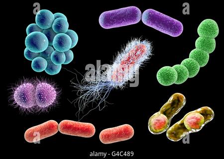 Bakterien Verschiedener Formen Stabf Rmige Bakterien Und Kokken