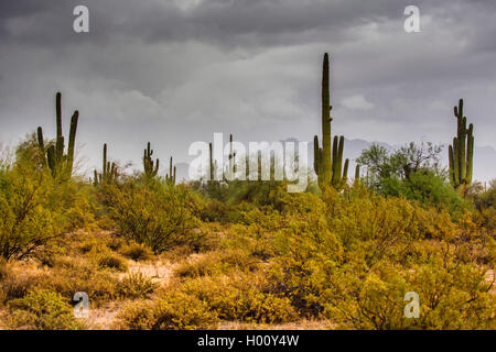 Saguaro Kaktus Saguarokaktus Riesenkaktus Kandelaberkaktus