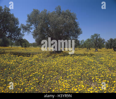 Italien Sizilien Blumenwiese Wiese Oliven Baum Olea Blumen Blüte