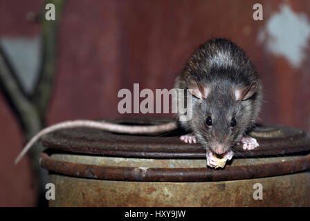 Schwarze Ratte, Dach-Ratte, Haus-Ratte, Schiff Ratte, Ratten, Hausratte
