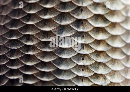 Hintergrund Der Fischhaut Mit Skalen Stockfoto Bild Alamy