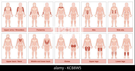 Muskel-Diagramm mit den wichtigsten Muskeln des menschlichen Körpers