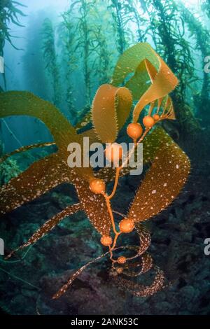 Kelp Gigante Macrocystis Pyrifera Crece En La Costa De California