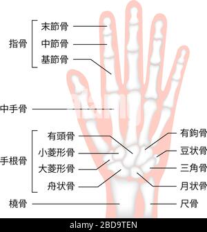 Ilustración de vector plano de hueso de la mano anatomía humana sin