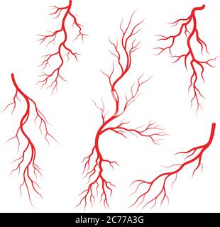 Conjunto De Venas Y Arterias Humanas Vasos Sangu Neos Y Capilares De