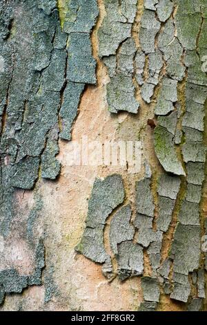 La textura de la corteza del árbol sicómoro Fotografía de stock Alamy