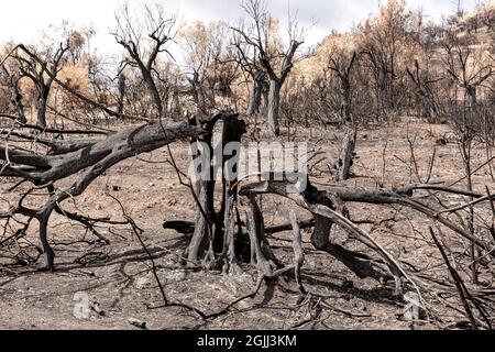 Los Bosques Y Las Plantaciones De Olivos Cerca De Agia Anna Fueron