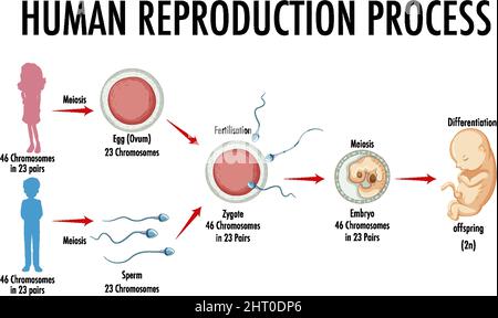 Diagrama Que Muestra La Ilustraci N Del Proceso De Reproducci N Humana