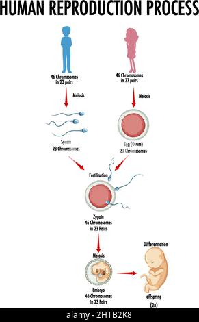 Diagrama que muestra la ilustración del proceso de reproducción humana