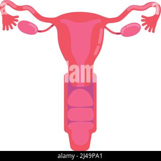 Sistema Reproductor Femenino Dibujo Animado Plano Icono Dise O De Atenci N M Dica Salud Y