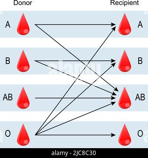 Tabla de compatibilidad de tipos de sangre Gráfico con grupos de