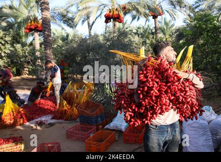 Gaza Palestina Nd De Oct De Un Agricultor Palestino Lleva