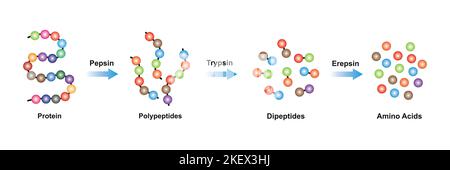 El diseño científico de la digestión de la proteína Las enzimas Pepsin