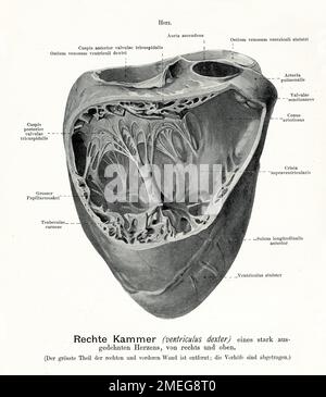 anatomía del corazón humano Diagrama educativo que muestra el flujo