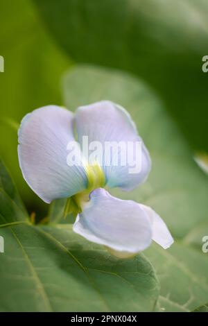 primer plano de la flor de frijol largo también conocido como