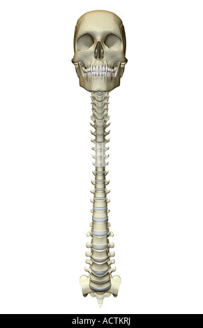 La Estructura Del Cr Neo Humano Y Columna Vertebral Ilustraci N