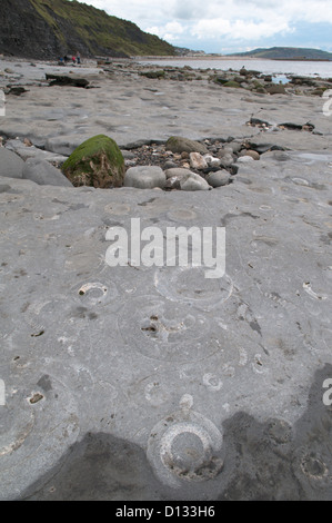 Un F Sil De Ammonites En La Playa En La Costa Jur Sica En Lyme Regis