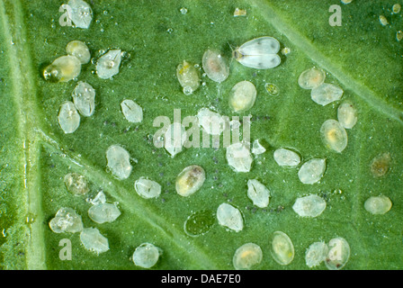 Escalas De Larvas De Mosca Blanca Col Parasitised Aleyrodes Proletella