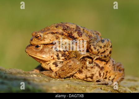 El Sapo N Bufo Bufo Hembra Macho Llevando Sobre Su Espalda Para