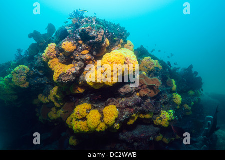 Arrecifes De Coral Coloreados El Parque Nacional Marino Cabo Pulmo