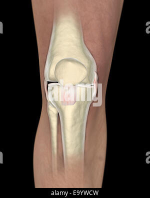 Los Ligamentos De La Rodilla Tendones Rayos X Fotograf A De Stock Alamy