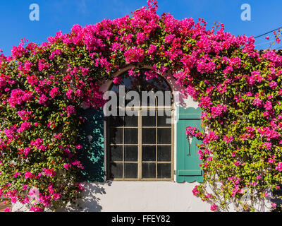 Buganvillas Flores Formando Un Arco Por Encima De Una Ventana De Un