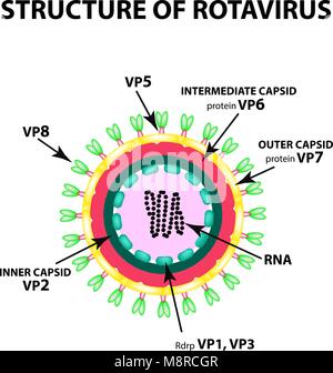 Ilustración médica de la estructura de rotavirus Imagen Vector de stock