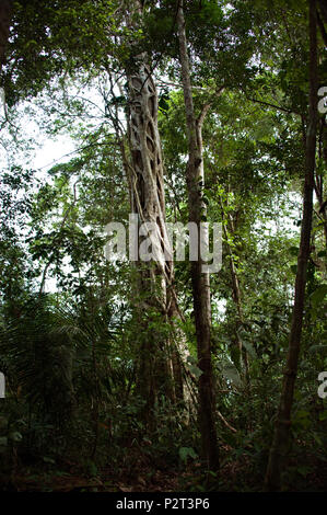 Rboles Y Vegetaci N Densa Selva Amaz Nica Cerca De Manaus Estado De