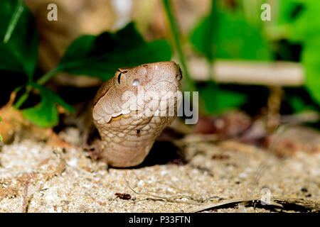 La Serpiente Cabeza De Cobre Copperhead Agkistrodon Contortrix