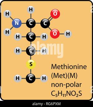 Mol Cula De Amino Cido Metionina Estructura Esquel Tica Imagen Vector