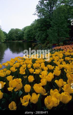 Pays Bas Hollande Pr S D Amsterdam Jardins De Keukenhof Tulipes