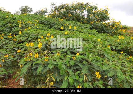 Le Senna Africain La Cassia De Beurre D Arachide Ou Le Popcorn Senna