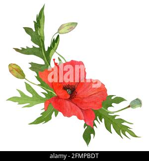 Aquarelle coquelicot composition Fleur de champ d été avec feuilles