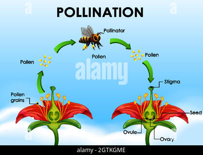 Schéma montrant la pollinisation avec fleur et abeille illustration