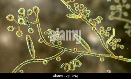 Champignons Trichophyton mentagrophytes la cause du pied de l athlète