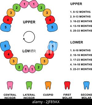 Anatomie De Dentition Des Dents D Enfant Avec Descriptions Parties