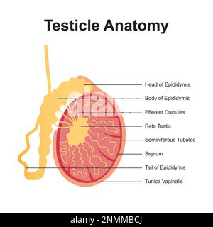 Anatomie Du Testicule Illustration Photo Stock Alamy