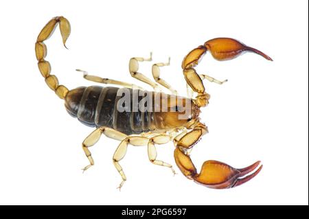 Autres Animaux Araign Es Arachnides Animaux Scorpions Scorpion