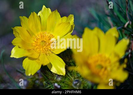 Mars Brandebourg Lebus Fleurs D Adonis Fleurissent Sur Le